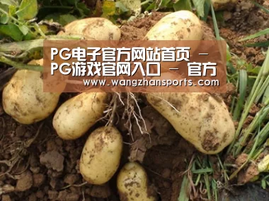 种植基地六
